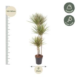 Dracaena Bicolor - 150 cm - ø24 (8721055692201)