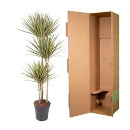 Dracaena Bicolor - 150 cm - ø24 (8721055692201)