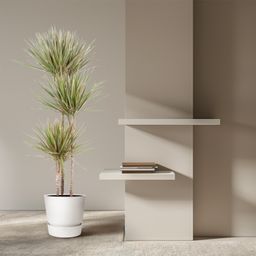 Dracaena Bicolor - 150 cm - ø24 (8721055692201)