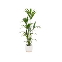 Combi deal - Kentia palm inclusief elho Vibes Fold Round wit Ø30 - 160 cm (8721055697893)