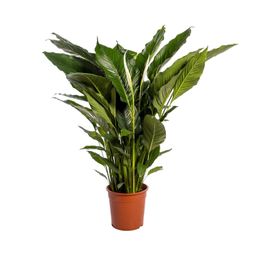Spathiphyllum Sweet Sebastiano (12230)