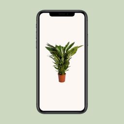 Spathiphyllum Sweet Sebastiano (12230)