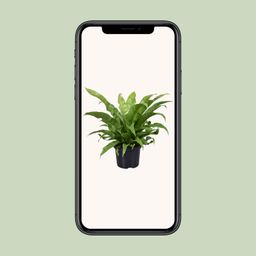 Asplenium Antiquum (9721)