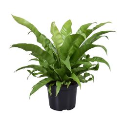 Asplenium Antiquum (9721)