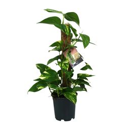 Scindapsus Epipremnum (12482)