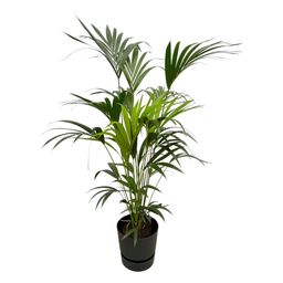 Kentia palm inclusief elho Greenville Round zwart (8721081601437)