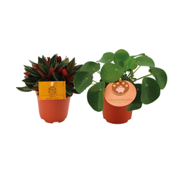 Peperomia Duo Rosso/Pilea Peperomioides - 2 stuks - Ø10.5cm (30379)