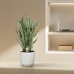 Sansevieria Laurentii - 100 cm - ø35 (8721055691419)