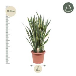 Sansevieria Laurentii - 100 cm - ø35 (8721055691419)