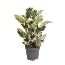 Ficus Elastica Tineke (12093)