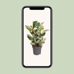 Ficus Elastica Tineke (12093)