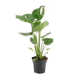 Monstera Deliciosa (22102)