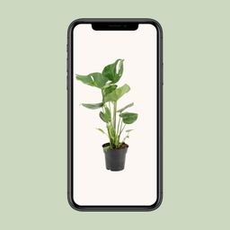 Monstera Deliciosa (22102)