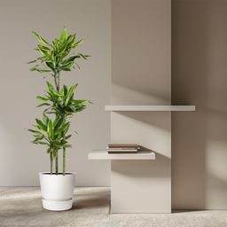 Dracaena Golden Coast - 160 cm - ø24 (8721055692386)
