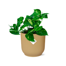 Epipremnum Pinnatum ‘Aureum’ in ELHO Vibes Fold 14cm geel (21678)