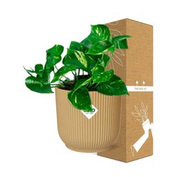 Epipremnum Pinnatum ‘Aureum’ in ELHO Vibes Fold 14cm geel (21678)