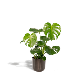 Monstera Deliciosa- ↨80cm - Ø21cm + Pot Mayk Lead (8720634289955)