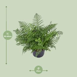Asplenium Parvati (9747)