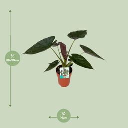 Alocasia Wentii (8653)