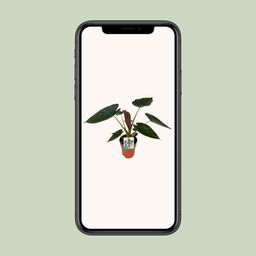 Alocasia Wentii (8653)
