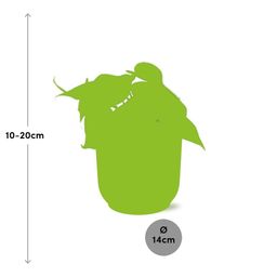 Philodendron Scandens in ELHO Vibes Fold 14cm geel (21685)