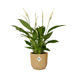 Spathiphyllum 12 Cm Torelli in ELHO Vibes Fold 14cm geel (21689)