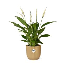 Spathiphyllum 12 Cm Torelli in ELHO Vibes Fold 14cm geel (21689)