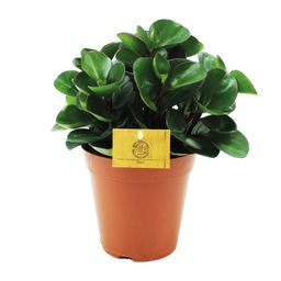 Peperomia Burning Bush (12964)