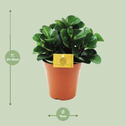 Peperomia Burning Bush (12964)