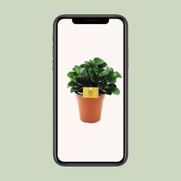 Peperomia Burning Bush (12964)