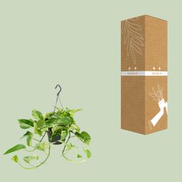 Epipremnum Marble Queen - Scindapsus - - Ø15 - ↨25cm (8720634284561)