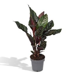 Calathea Ornata (8720634287647)