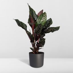 Calathea Ornata (8720634287647)