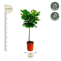 Ficus Lyrata stam - 140 cm - ø24 (8721055691846)