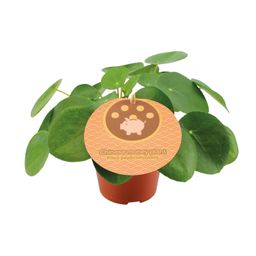 Pilea Peperomioides (13044)
