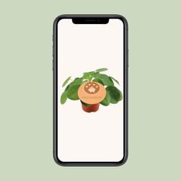 Pilea Peperomioides (13044)