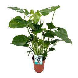 Monstera Deliciosa (8720634284066)