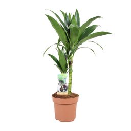 Dracaena Janet Craig 30-15 (23038)