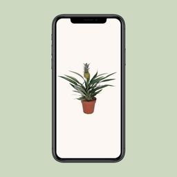 Bromelia Ananas (8720634285766)