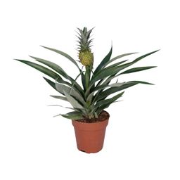 Bromelia Ananas (8720634285766)