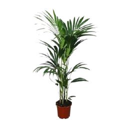 Howea forsteriana - - Ø24 - ↨120cm (8720634284653)