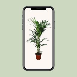 Howea forsteriana - - Ø24 - ↨120cm (8720634284653)
