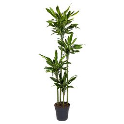 Dracaena Golden Coast - 170 cm - ø27 (8721055692379)