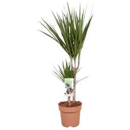 Dracaena Marginata 30-15 - Hoogte 75-85 (28986)