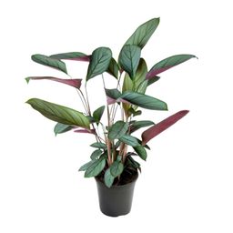 Ctenanthe Setosa (23003)