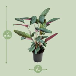 Ctenanthe Setosa (23003)