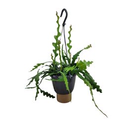 Epiphyllum Anguliger (13068)