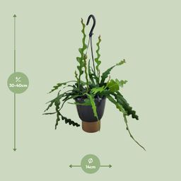 Epiphyllum Anguliger (13068)