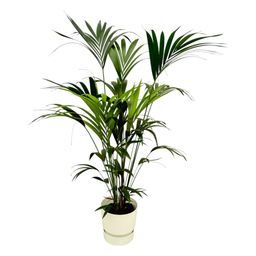 Kentia palm inclusief elho Greenville Round wit (8721081601482)