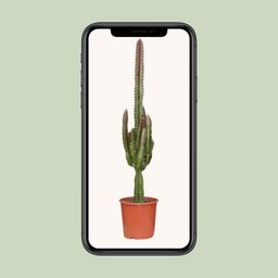 Euphorbia Trigona Rubra (21220)